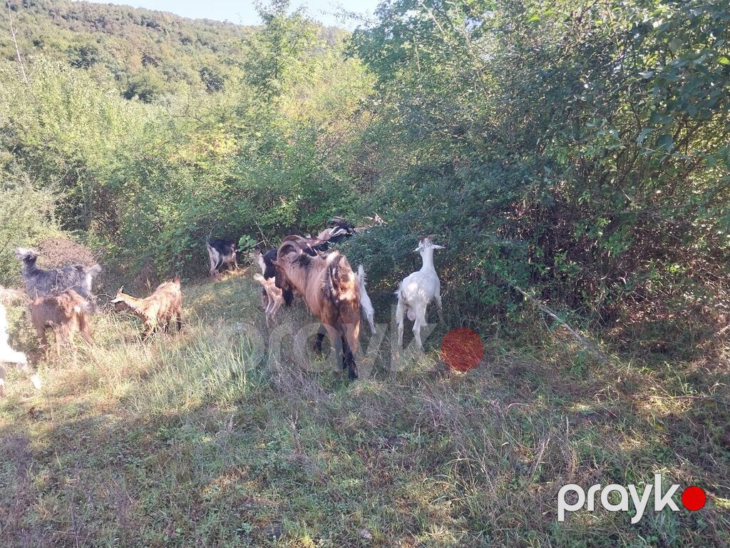 Erkək, il: 2, Südlük — Kənd təsərrüfatı heyvanları, Quba (2)