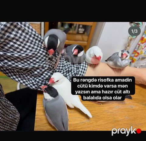 Bu rəngdə kimdə risofka amadin cügü varsa alıram düm ağ da olsa olar — Bakı