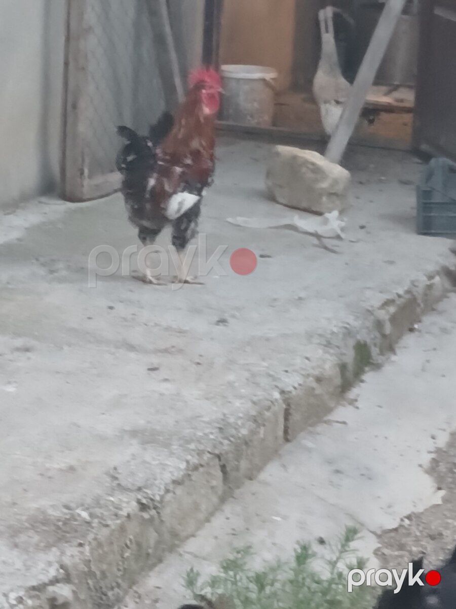 Xoruzlar — Quşlar, Bakı (7)
