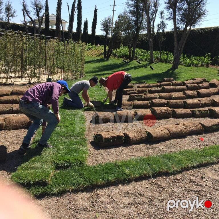 Qazon — Bitkilər, Bakı (5)