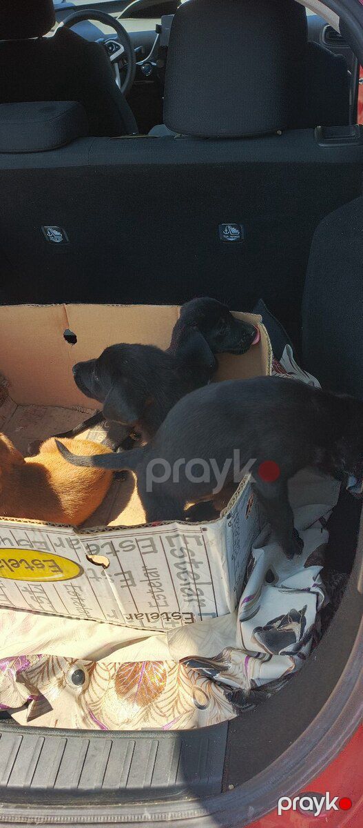 Labrador Retriver balaları — Köpəklər, Bakı (2)