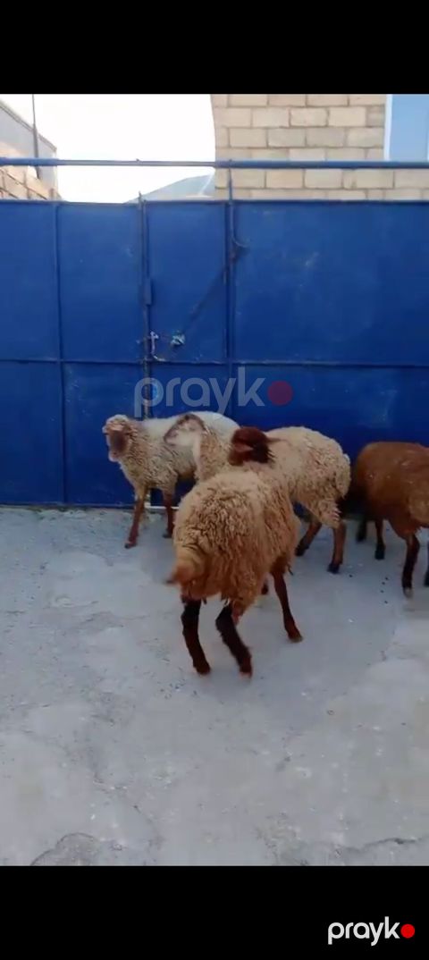 Üst üstə 255 den 3 Erkey 1 dişi — Xırdalan