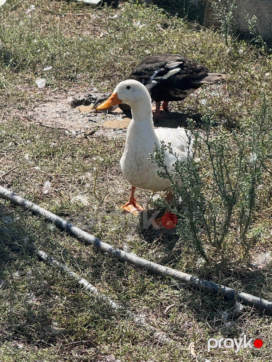 Ördəklər — Quşlar, Bakı (4)