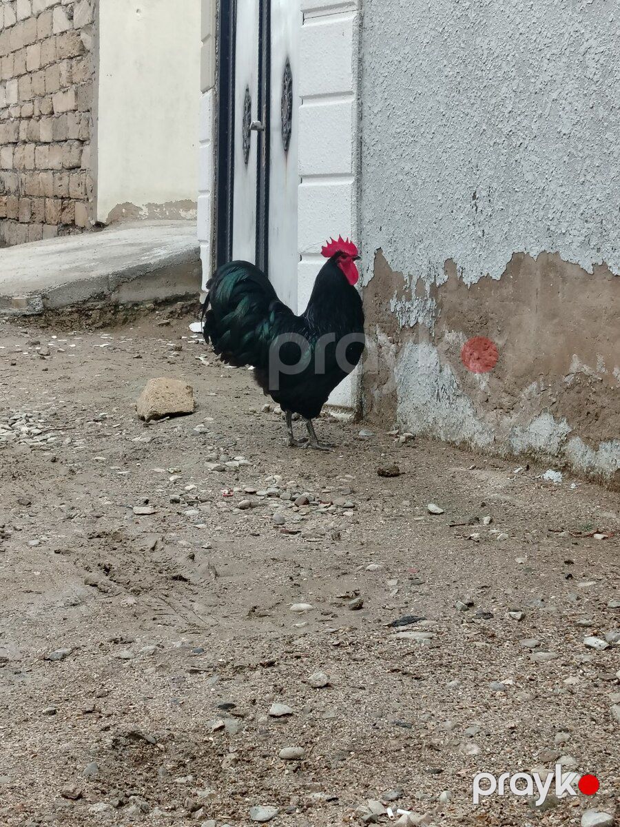 Avstralorp xoruzu — Quşlar, Bakı (2)