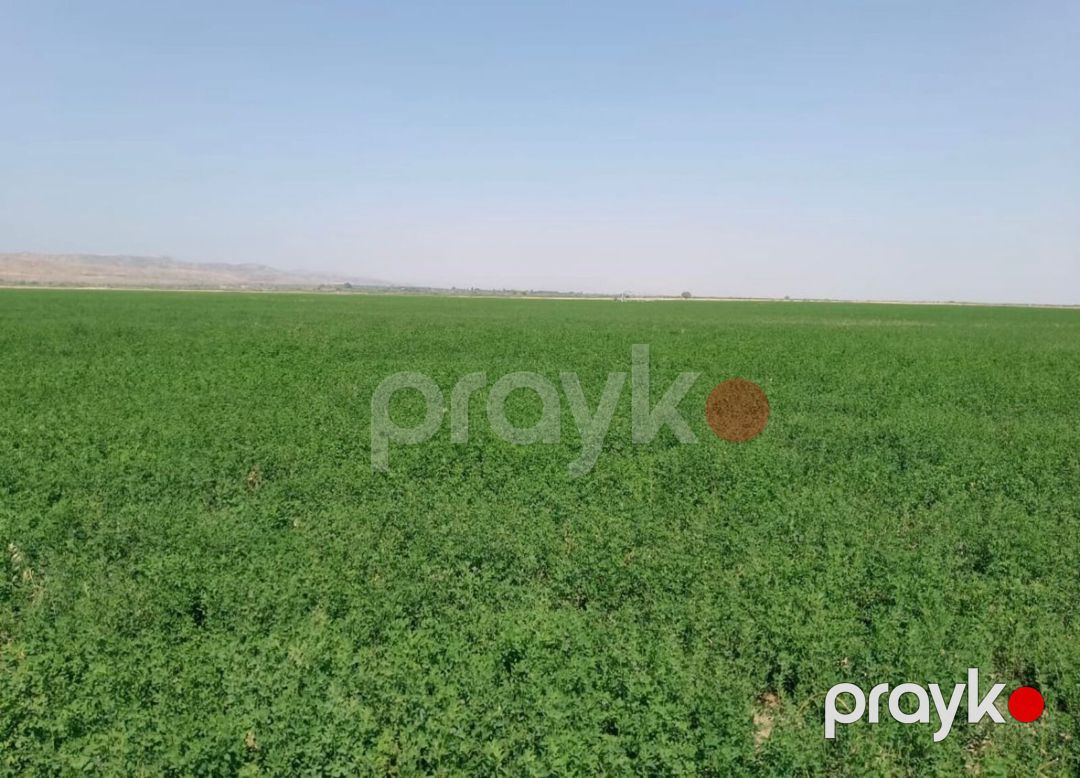 Satılır torpaq 31500 sot — Torpaq, Ağsu (5)