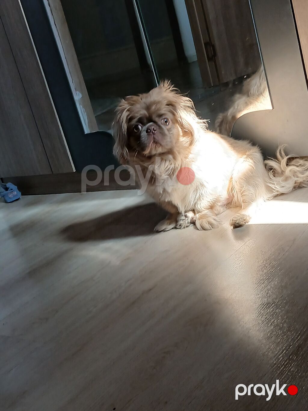 Salam satılır 300 azn pekines itdi yükü karişnvi renk butun iyneleri — Köpəklər, Gəncə (6)