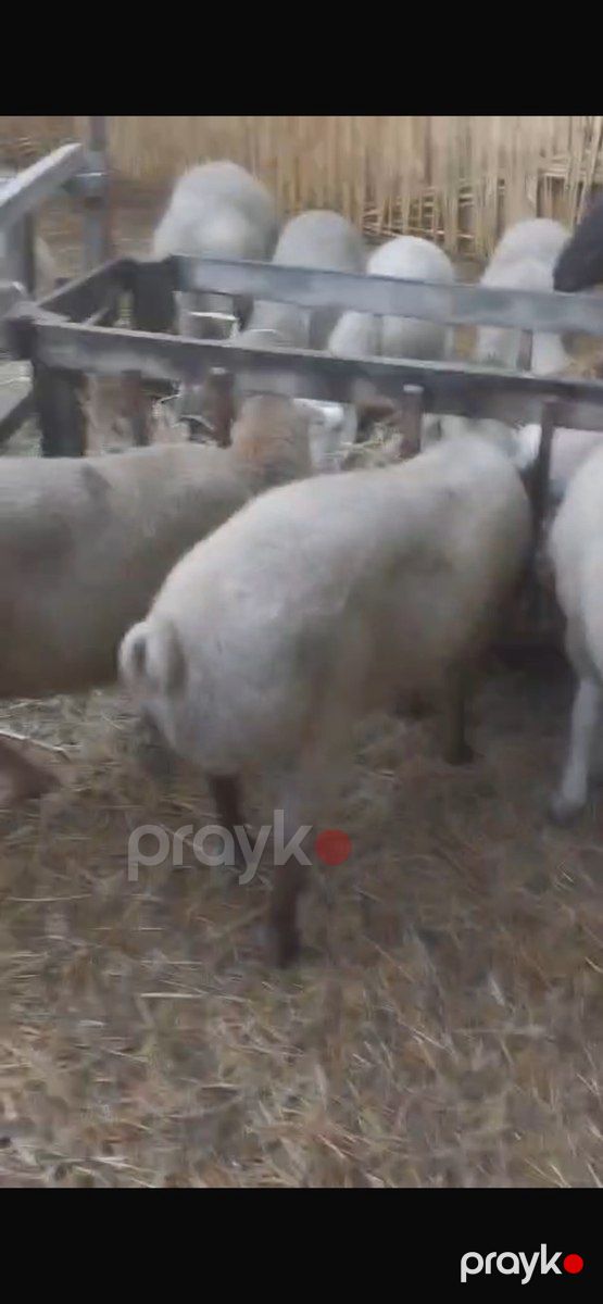 Quzular — Kənd təsərrüfatı heyvanları, İmişli (2)