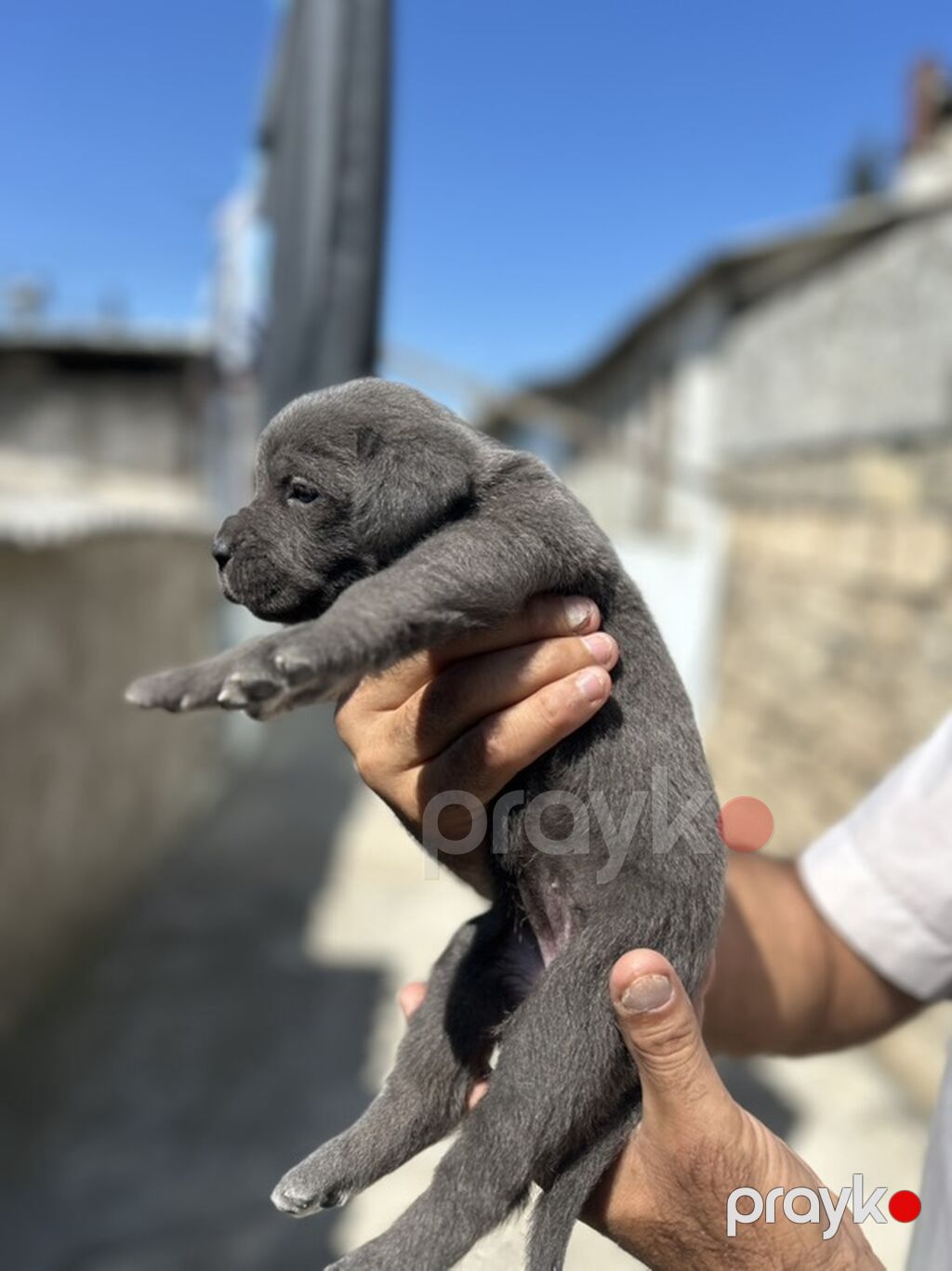 Kane-Korso, 1 ay, Erkək, Peyvəndli — Köpəklər, Bakı (3)