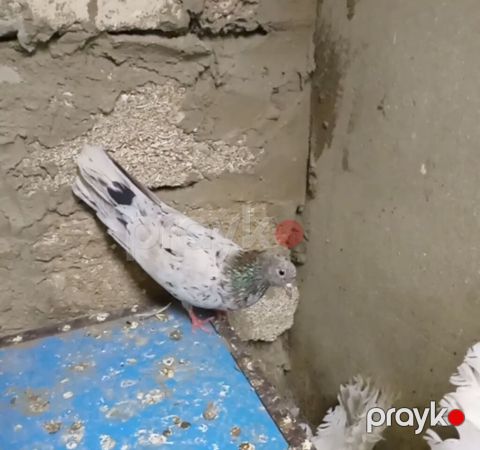Soğanı əbreş qızğın maya dı 14 tük maya dı ayağı çılpağ Uçan cins — Bakı