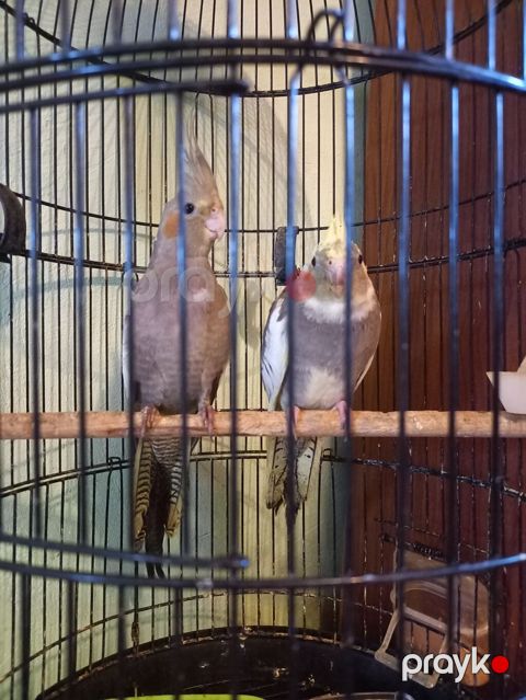 Nimfa (Cockatiel) cütü – qəfəs ilə 70.manat. qefesız.50.m. sultan — Digah