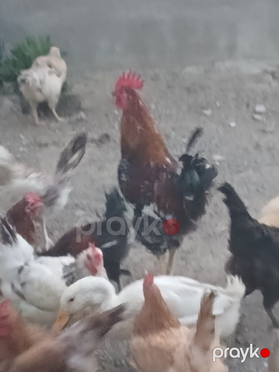 Xoruzlar — Quşlar, Bakı (8)
