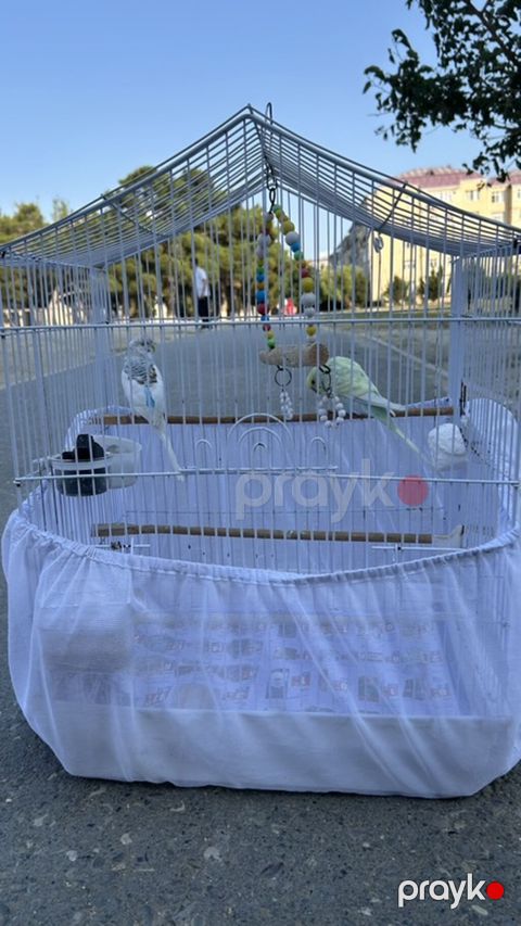 Məhsul: Cüt dalğıç tutuquşu (buda cinsinin kiçik dalğıç/budgerigar — Sumqayıt