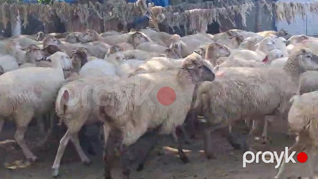 Qoyunmuz. satılır. qiyməti. 380. AZN. 1,2,3,4. qarın. 600 baş sortu — Kənd təsərrüfatı heyvanları, Yevlax (5)