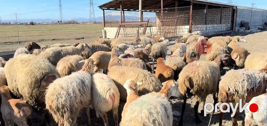 Erkək, il: 1, Damazlıq, Pulsuz çatdırılma — Kənd təsərrüfatı heyvanları, Yevlax (6)