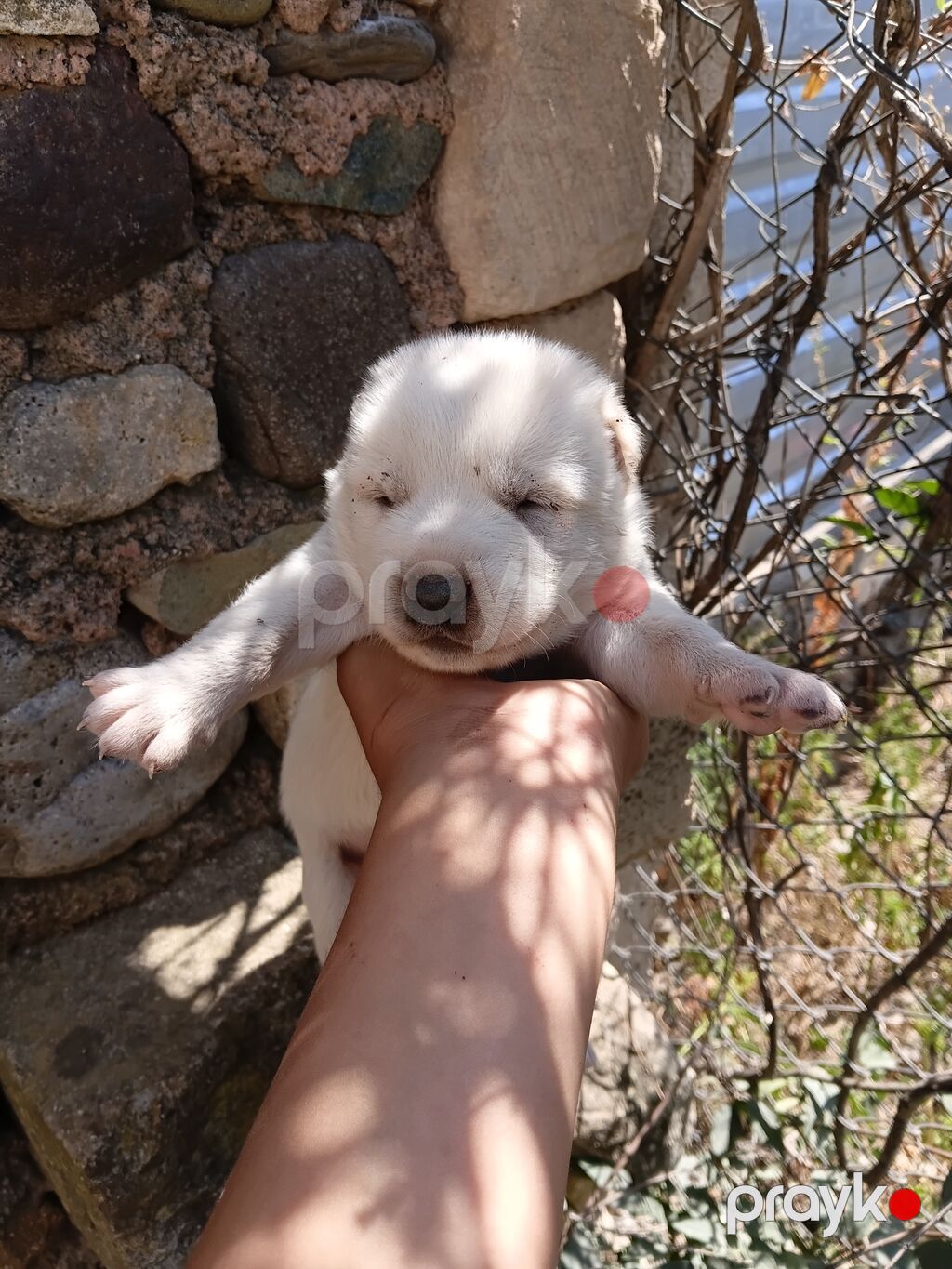 1 ay — Köpəklər, Tovuz (2)