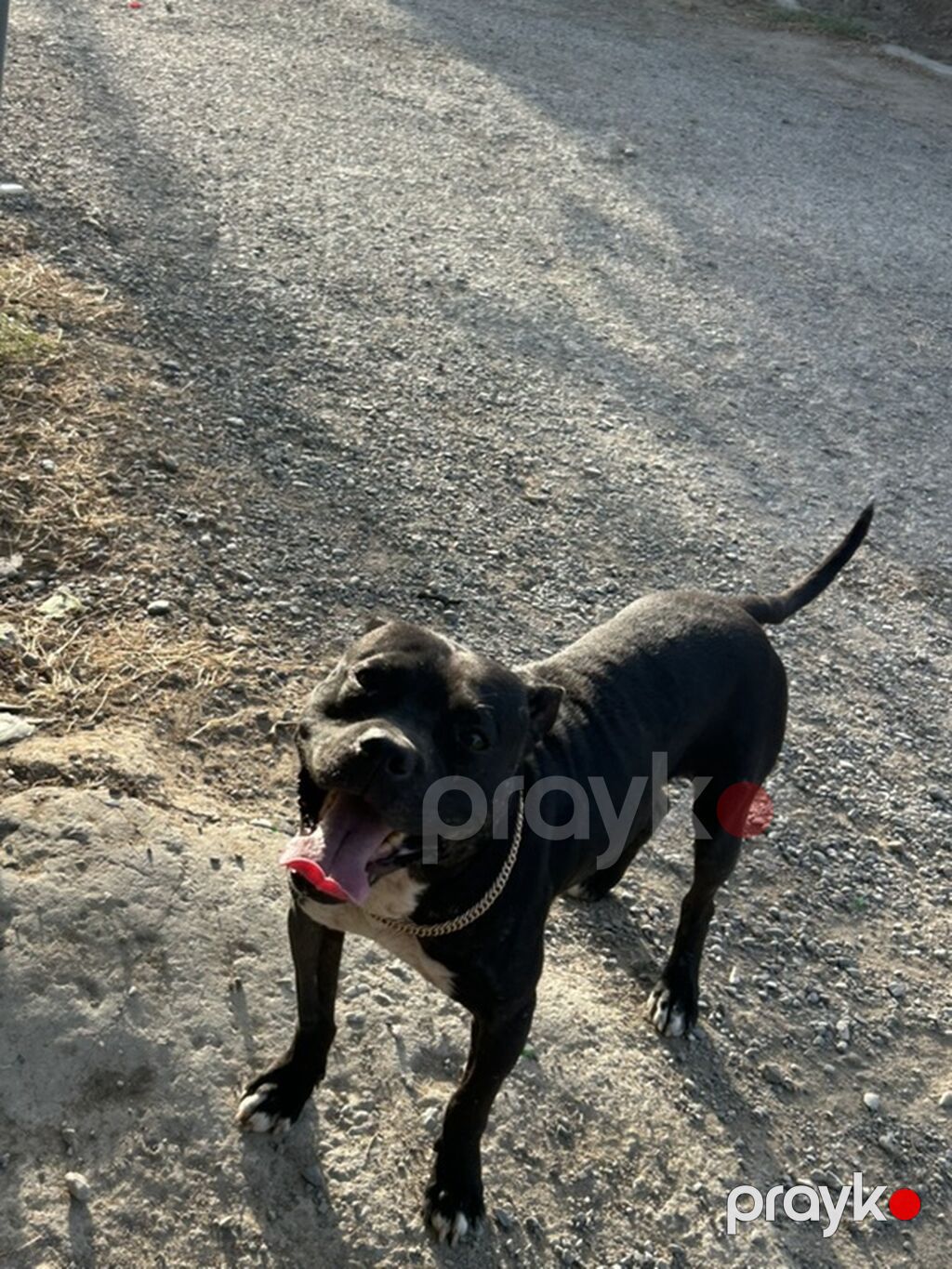 Pitbul, Erkək — Köpəklər, Bakı (6)