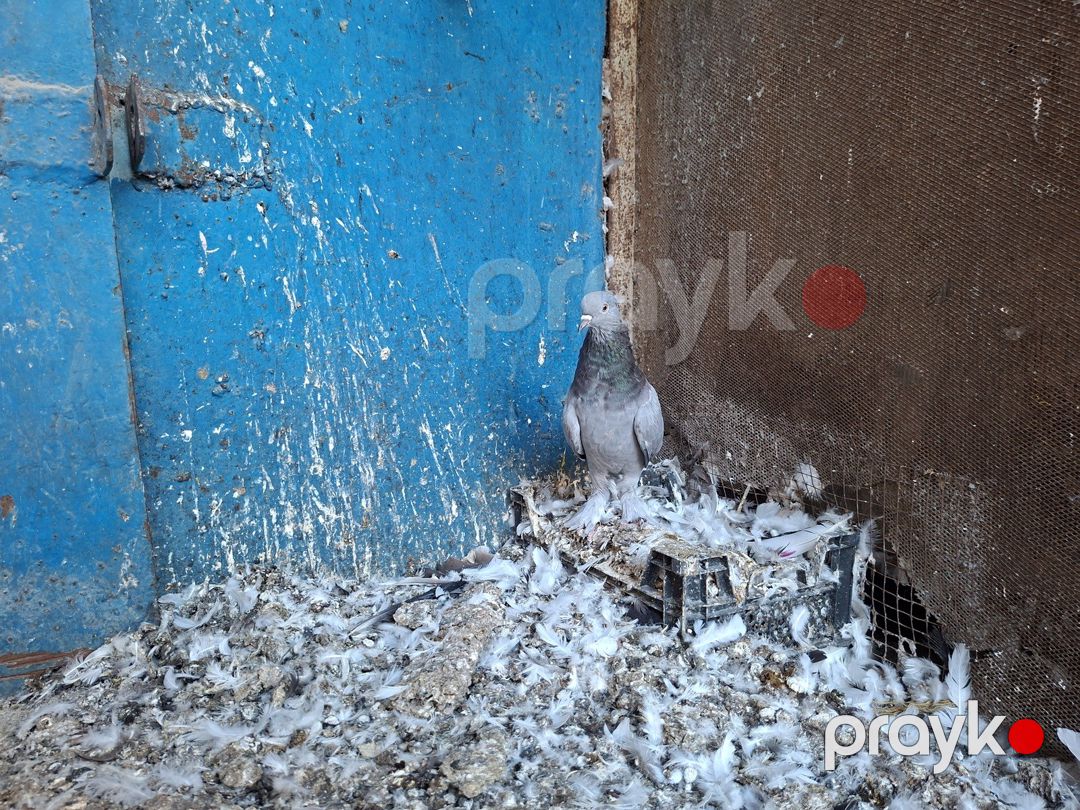 Göyərçin — Quşlar, Bakı (3)