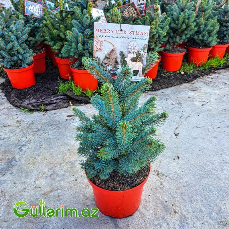 Mavi Ladin (Picea pungens 'Glauca') — Goods