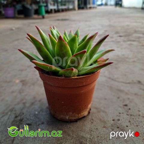 Sukulent (Qırmızı uclu Echeveria)