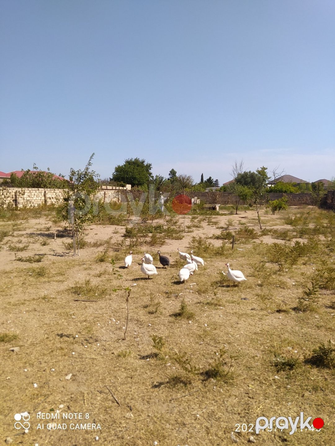 Firənglər — Quşlar, Bakı (3)