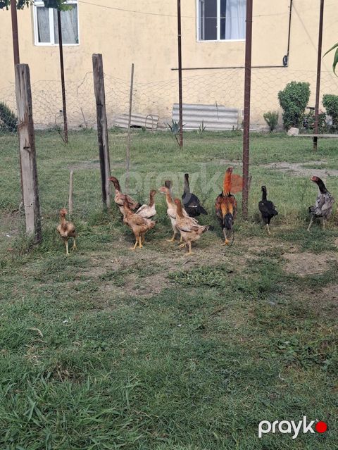 Heyvan — Saatlı