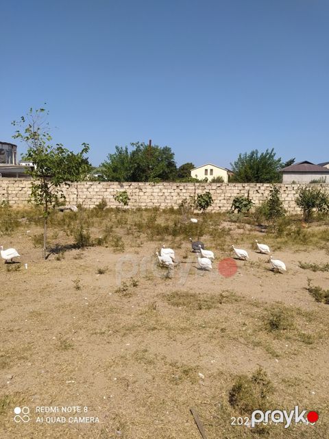 Firənglər — Bakı