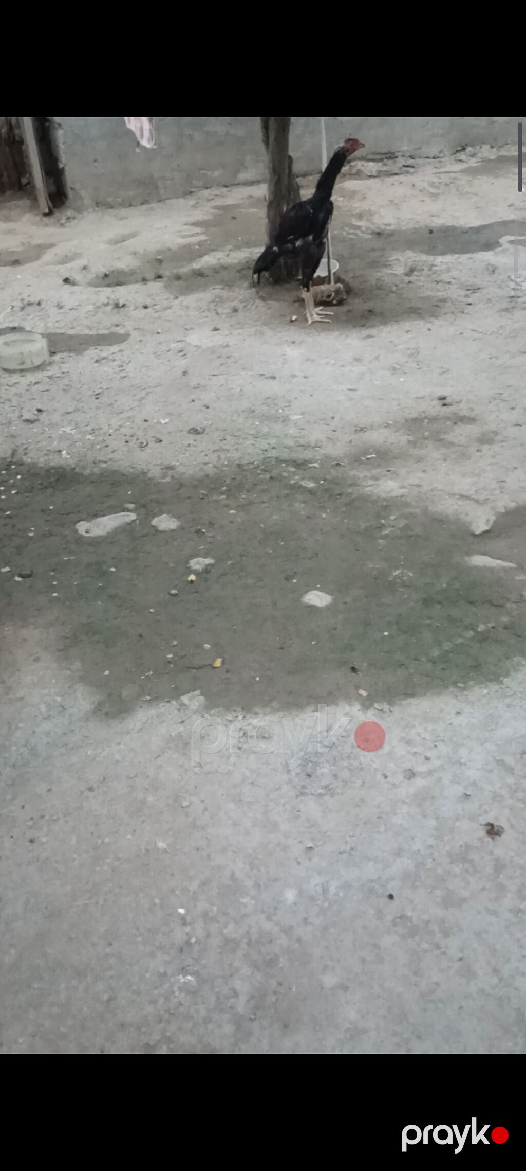 Biri Atasdı birdə qardaşı riyal alcya məşq və döyüş purobu Aylacaq — Toyuq və xoruz, Digah (4)
