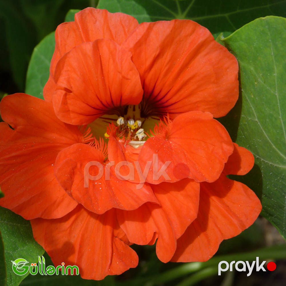 Nasturciya (Tropaeolum majus) — Bitkilər, Bakı (3)
