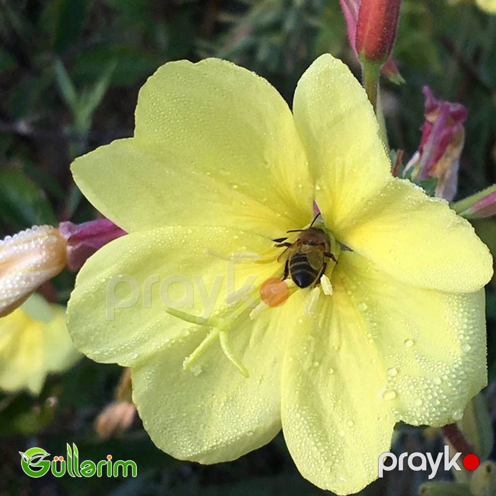 Azan gülü (Oenothera) — Bitkilər, Bakı (3)