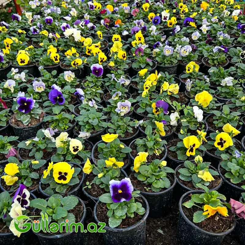 Pansiya (Viola / Pansy) — Bitkilər, Bakı (2)