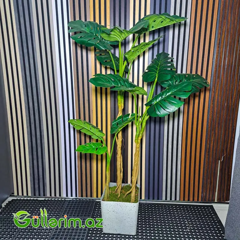 Süni Monstera Deliciosa — Bakı