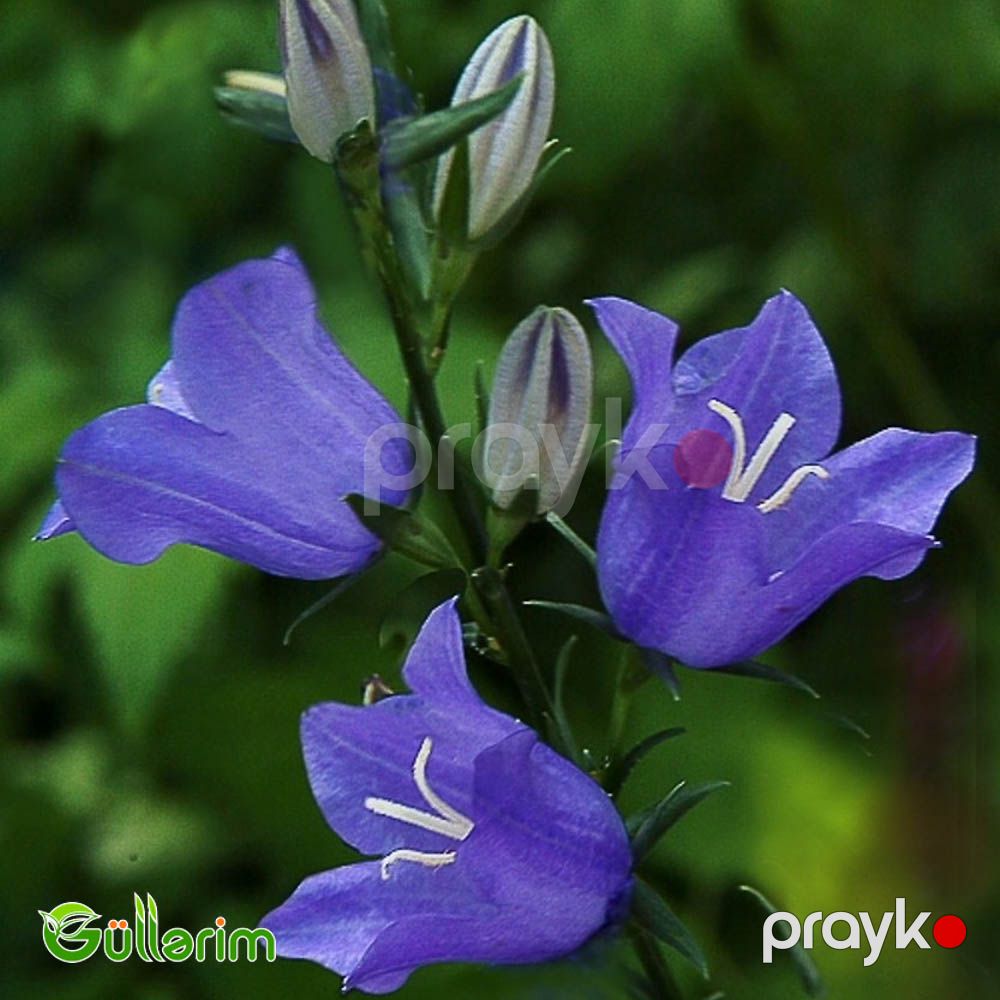 Geniş çanlı zəng çiçəyi (Campanula persicifolia) — Bitkilər, Bakı (4)