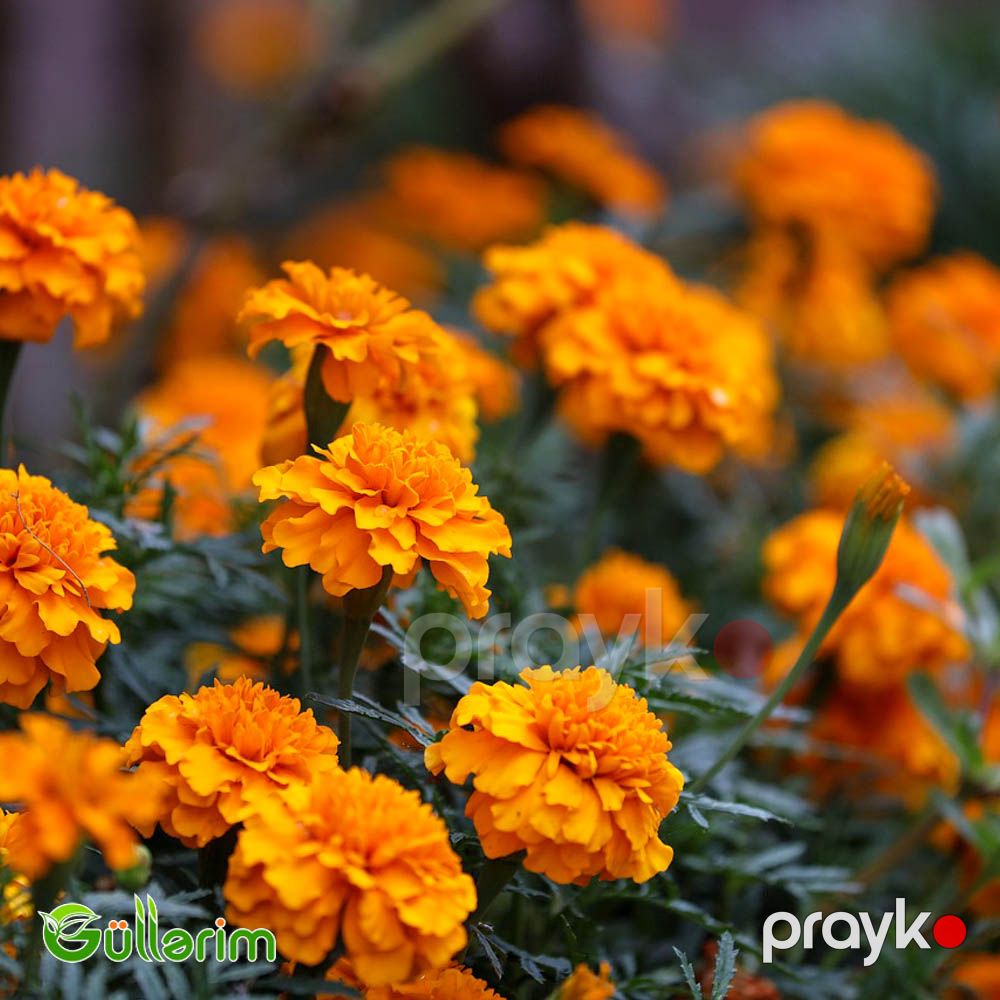Böyükçiçəkli Barxat (Tagetes erecta) — Bitkilər, Bakı (5)