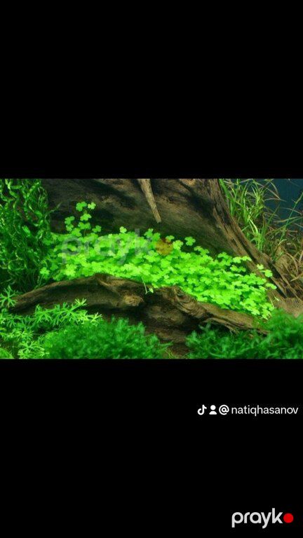 Akvarium bitkiləri — Akvariumlar və balıqlar, Xırdalan (5)