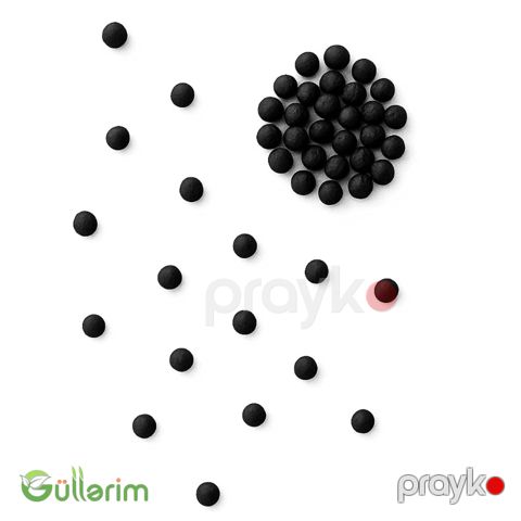 Kolеus (Coleus) — Bakı