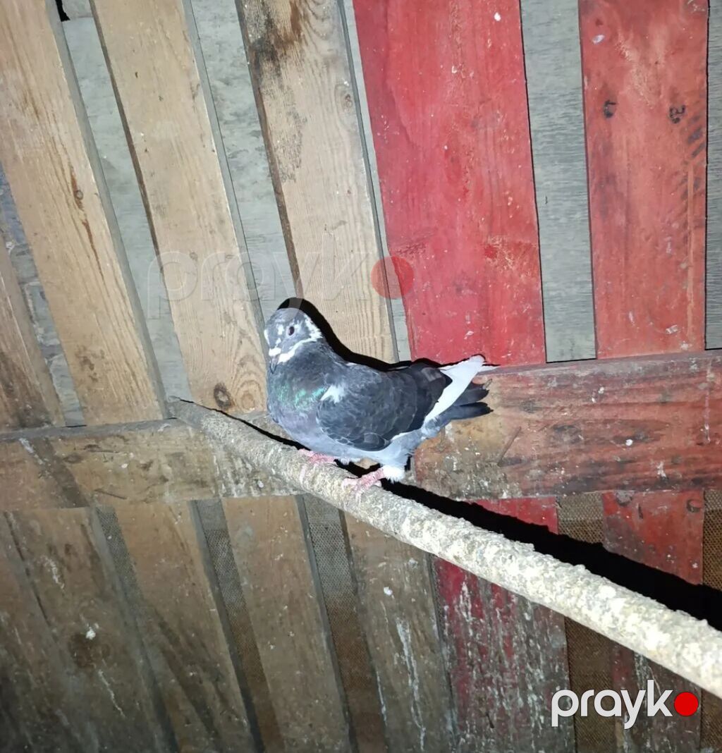 Sağlam goyercinlerdi içinde ağ quyriqda var iki denesi pavlinnan — Göyərçin, Bakı (7)