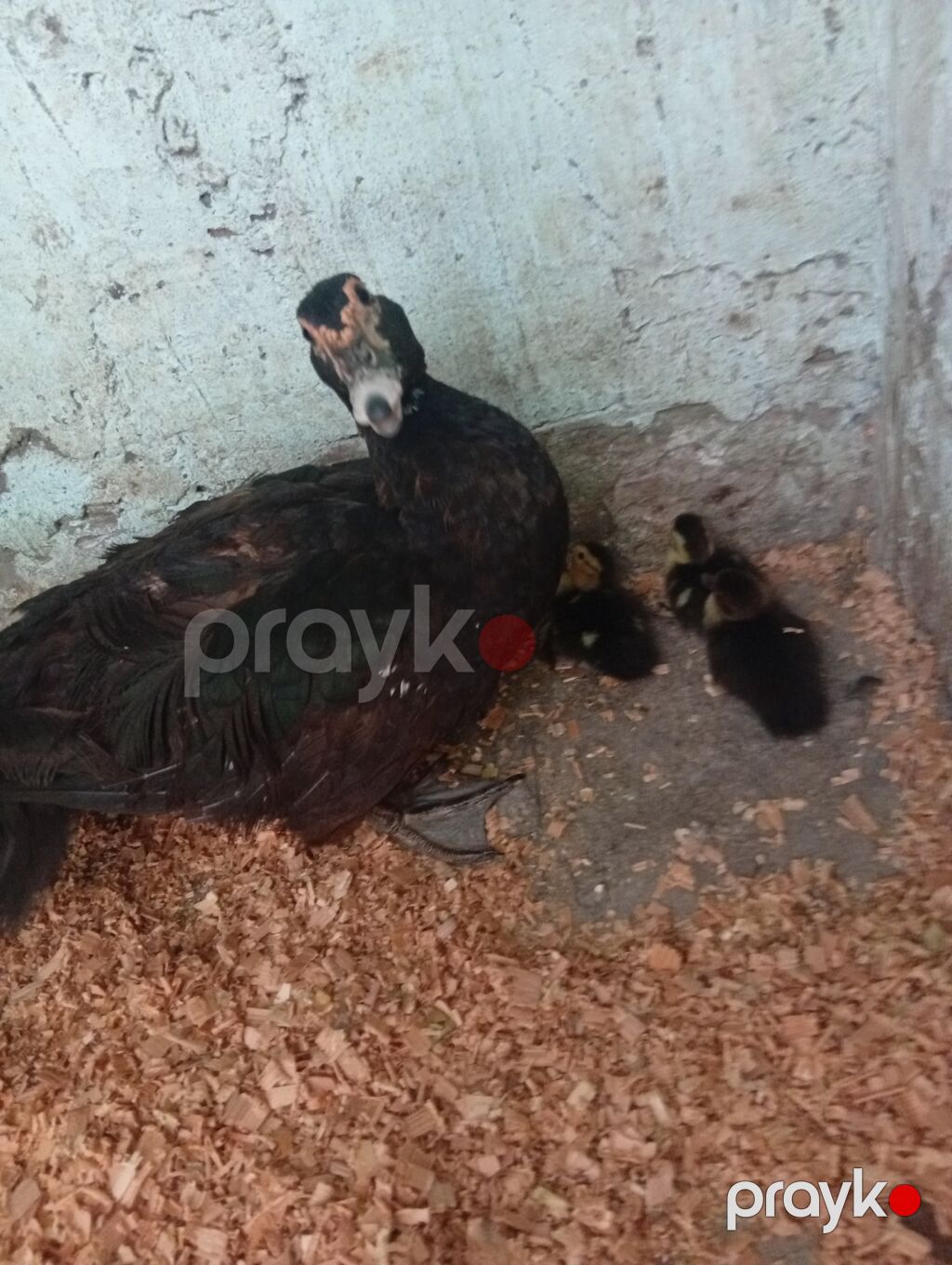Salam şəkildə gördüyüvüz tam saglam ana bala lal ördəklər satilir — Digər heyvanlar, Bakı (4)