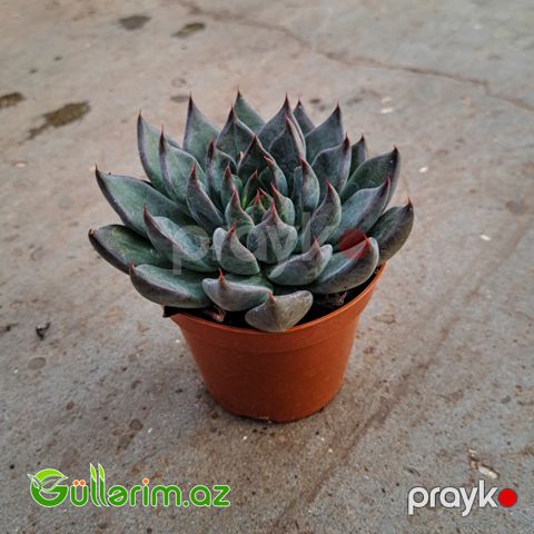 Sukulent (Boz Echeveria)
