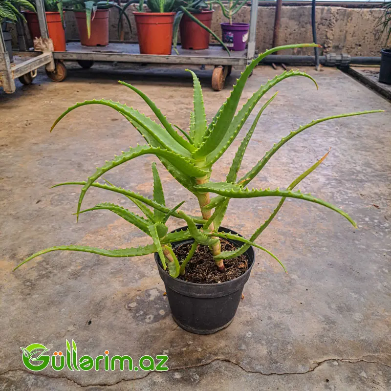 Aloe Vera — Goods