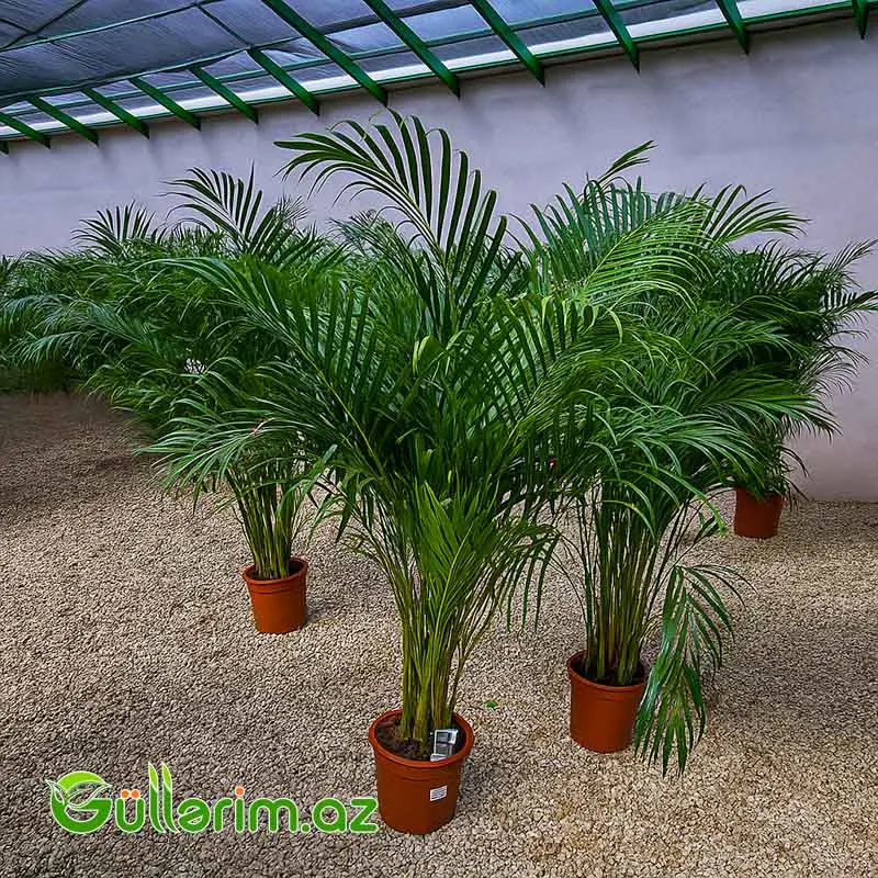 Areca Palm (Areka Palma) — Mallar