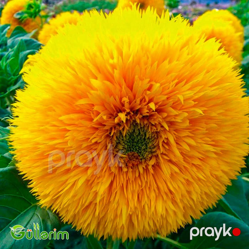 Bəzək Günəbaxanı (Helianthus annuus) — Bitkilər, Bakı (2)