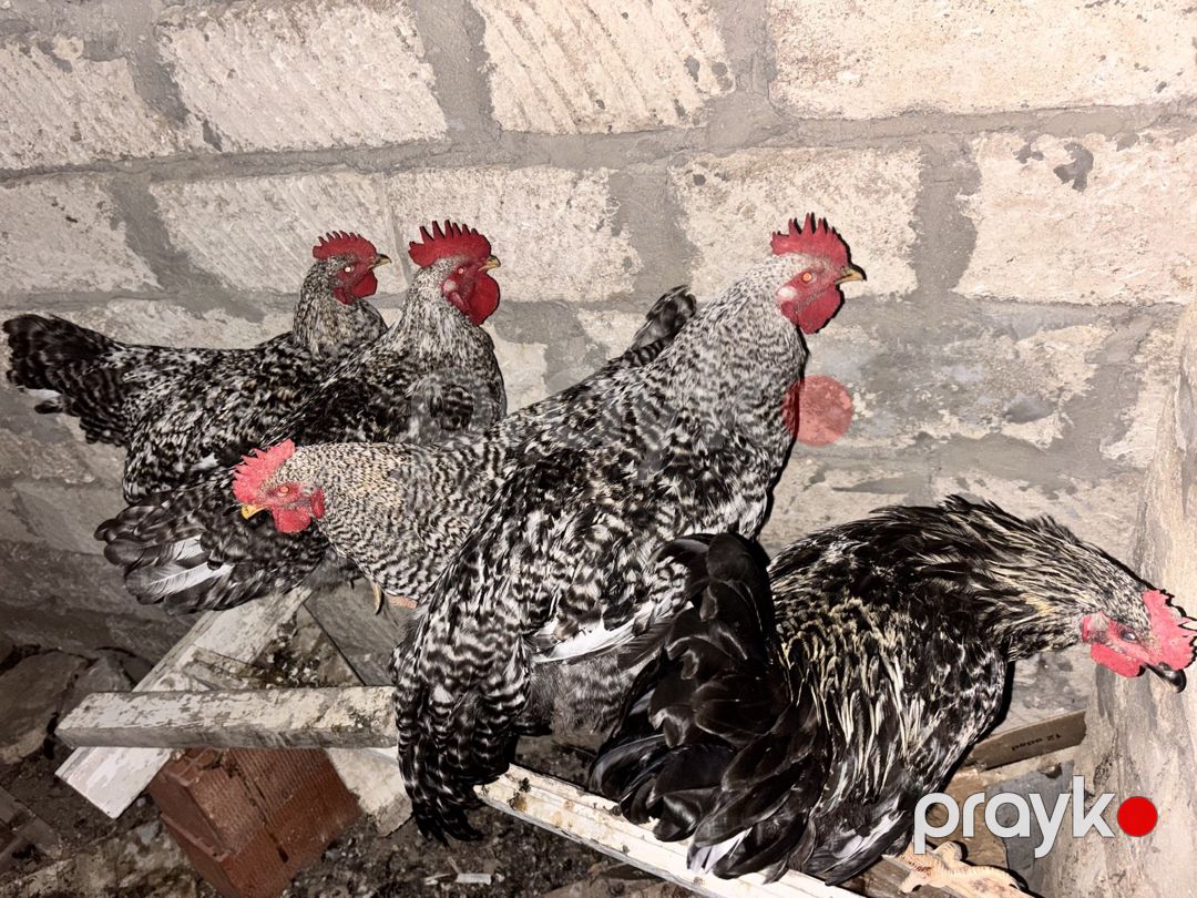 Xarkov xoruzları — Quşlar, Bakı (3)
