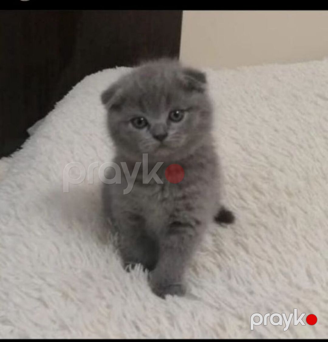 Шотландские котята — Pişiklər, Bakı (3)