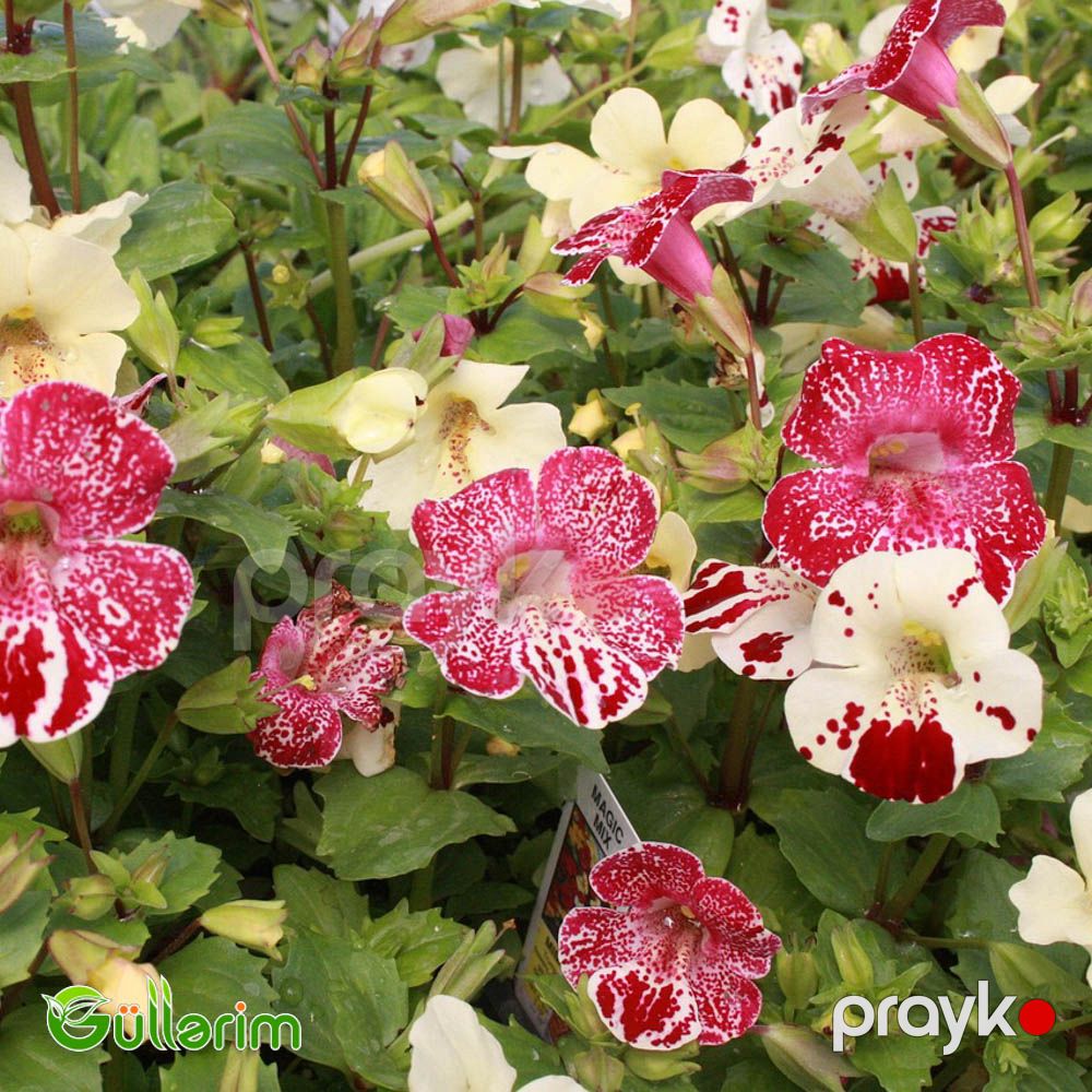 Mimulüs - Mimulus — Bitkilər, Bakı (5)