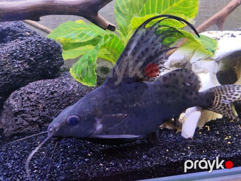 Synodontis Eupterus Pişik Balığı — Bakı