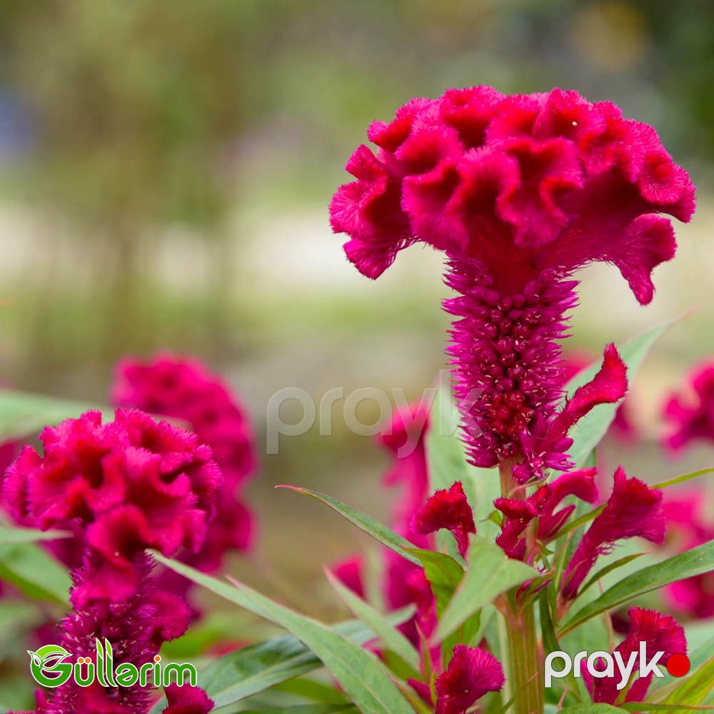 Xoruz pipiyi - (Celosia cristata) — Bitkilər, Bakı (4)