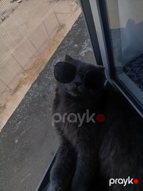 Şotland yastı qulaq, Erkək, Ünvandan götürmə — Gəncə