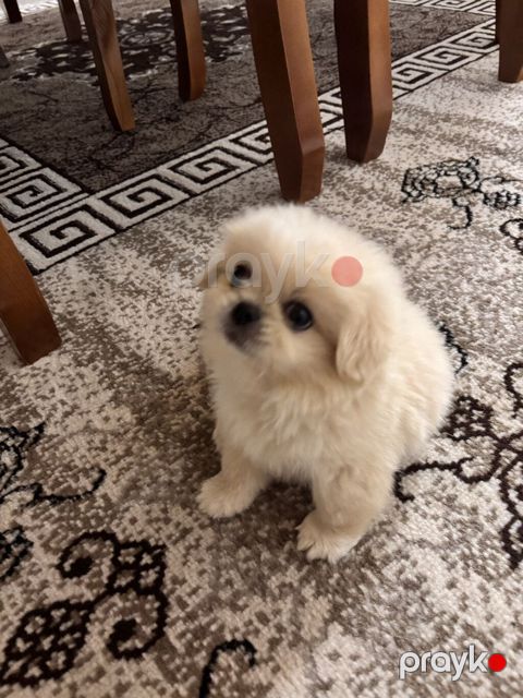 Pekines, Erkək, Pulsuz çatdırılma — Quba