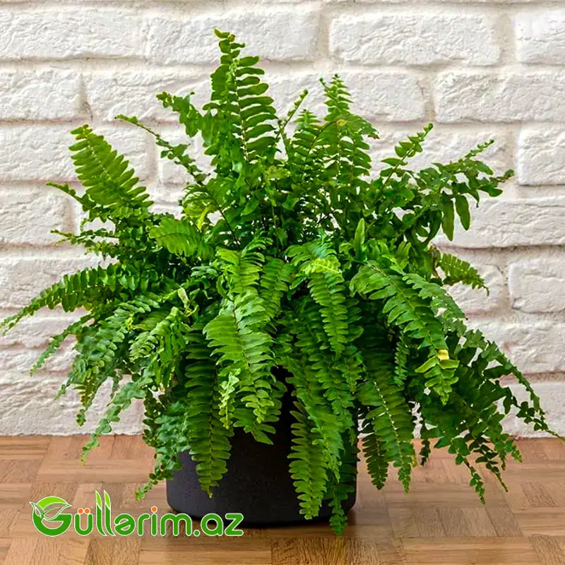 Boston Qıjısı (Nephrolepis Exaltata) — Mallar