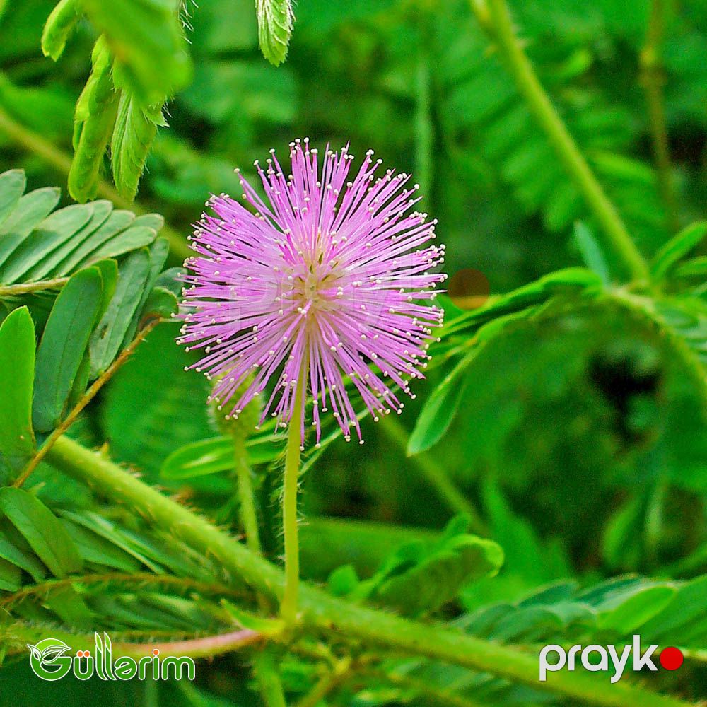 Utancaq Mimoza – Küsən Gül (Mimosa pudica) — Bitkilər, Bakı (5)